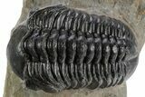 Detailed Reedops Trilobite - Atchana, Morocco #348127-1